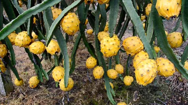 COLOMBIA: UNAL transforma cáscara de pitahaya en insumo nutritivo