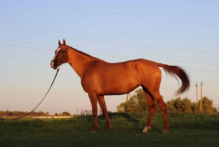 Tratamiento de heridas en caballos con miel. ¿fantasía o realidad?