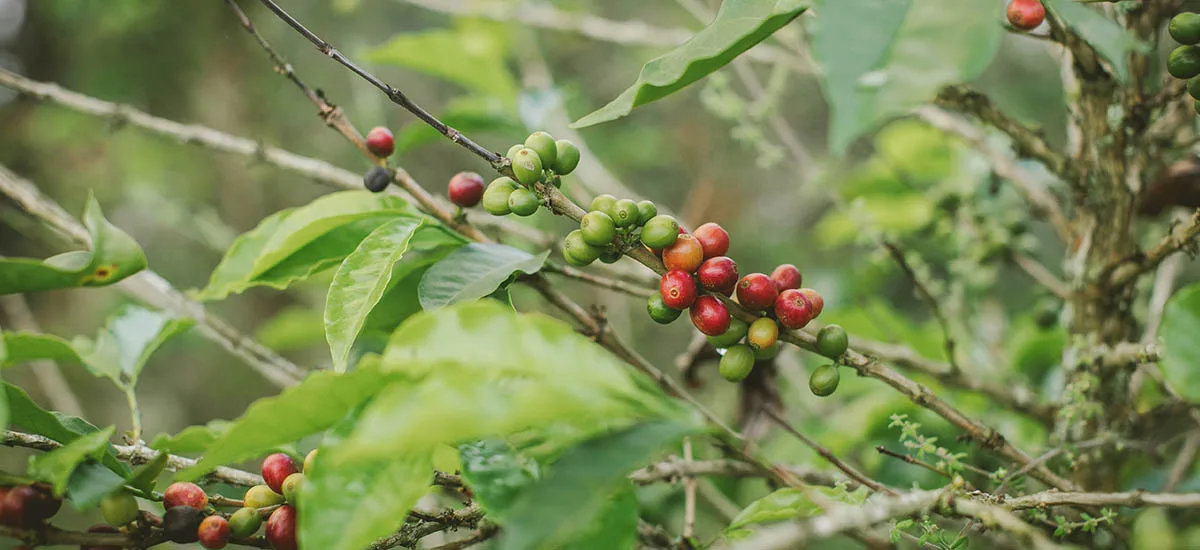 COLOMBIA: Producción de café se desploma en 28% para noviembre, pero exportaciones se sostienen