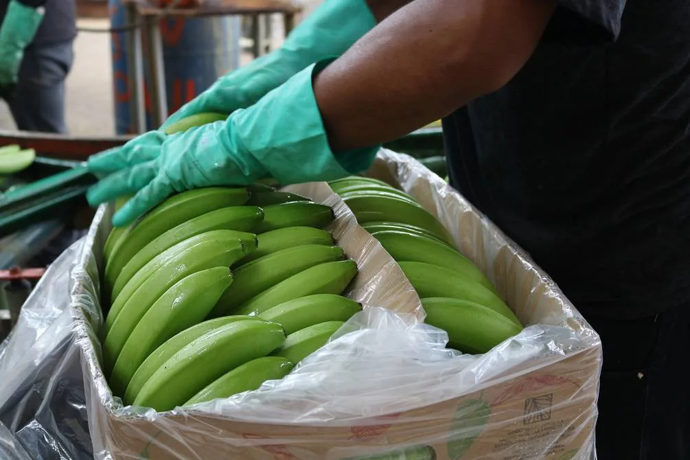 Recuperación y crecimiento en las exportaciones de banano de Ecuador