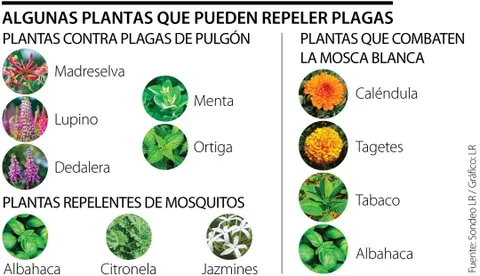 Estas son algunas plantas que puede utilizar como repelentes de plaga en sus cultivos