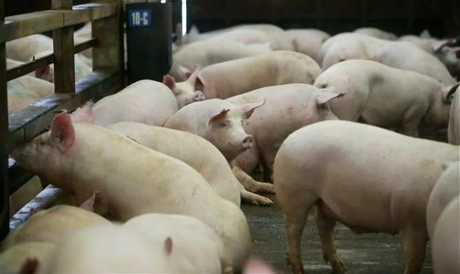 La peste porcina deja pérdidas de 900 millones en 6 meses y el veto de ventas en 30 países