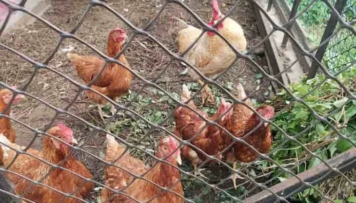 Un lugar de descanso oscuro para los pollos de engorde puede aumentar las ganancias en la avicultura de carne