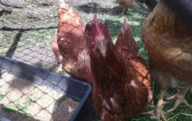 Pienso verde para pollos y lo fácil que es criarlos en invierno