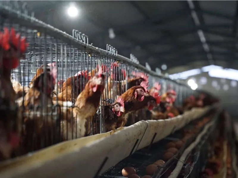 Huevos y carne de pollo subirían de precio al aprobarse ley de defensa de animales