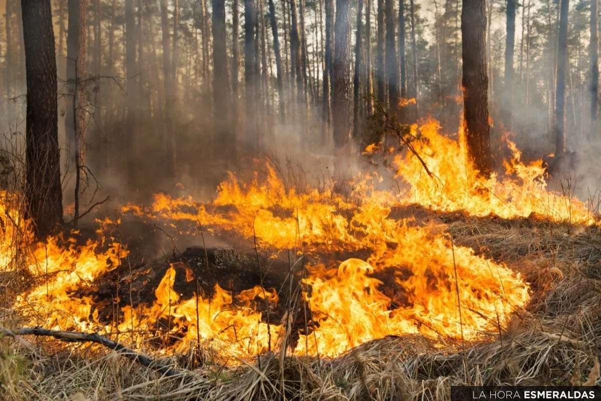¿Cómo prevenir incendios forestales?