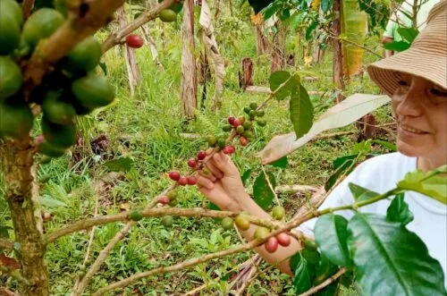 América espera demostrar en la COP30 su cambio sostenible en el sector agrícola