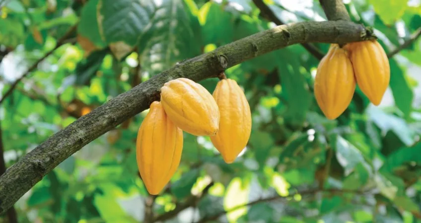 Los principales productores de cacao pidieron a la UE que se demore el pacto verde