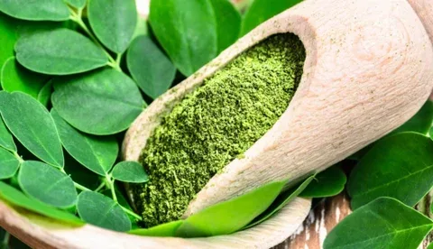 Con 30 kilos de moringa se puede extraer hasta 5 mililitros de aceite para agroindustria