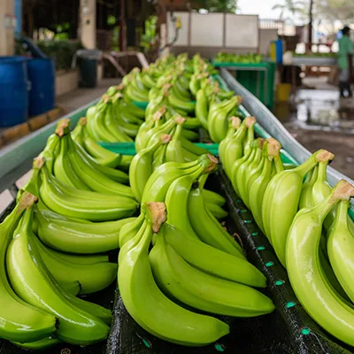 ECUADOR: Clúster bananero defiende legalidad de la fruta ecuatoriana