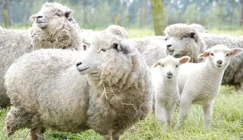 Siga estas recomendaciones para implementar un sistema de producción de carne ovina