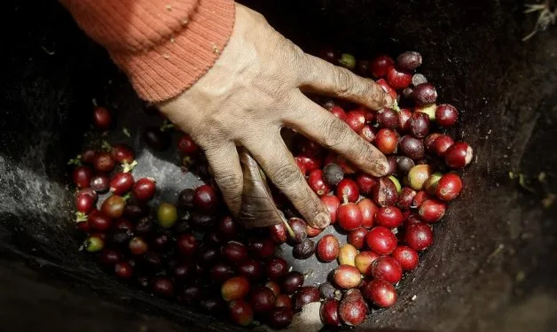 Caficultoras colombianas crean el primer textil hecho con cáscara de café: la historia