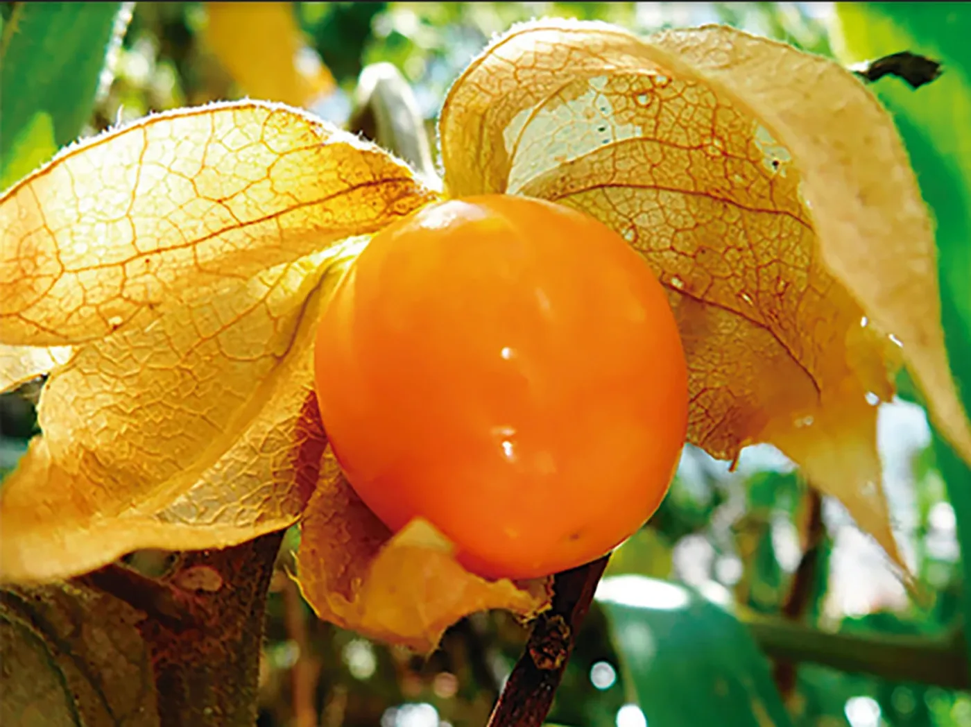 COLOMBIA: Uchuva retoma crecimiento exportador