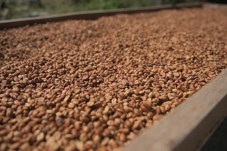 Los futuros de cacao y café cotizan a la baja ante las mejores perspectivas de cosechas