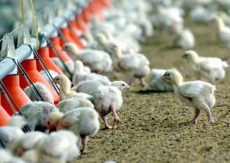 COLOMBIA: Controversia por sacrificio por orden del ICA de 35.680 aves reproductoras supuestamente sanas