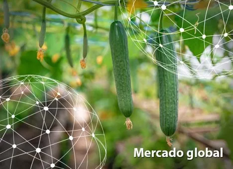 Resumen del mercado global del pepino