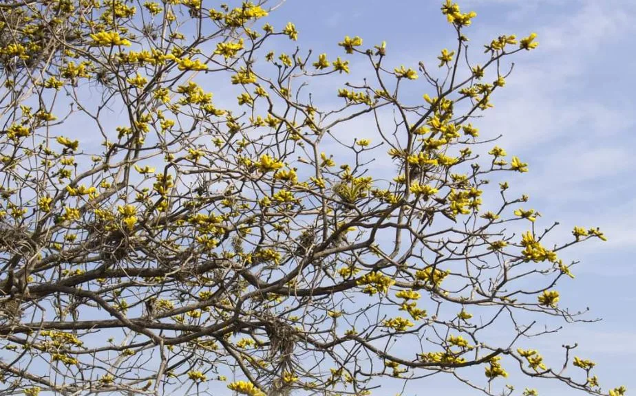 Colombia rechaza acuerdos de deuda por naturaleza por temor a las calificaciones