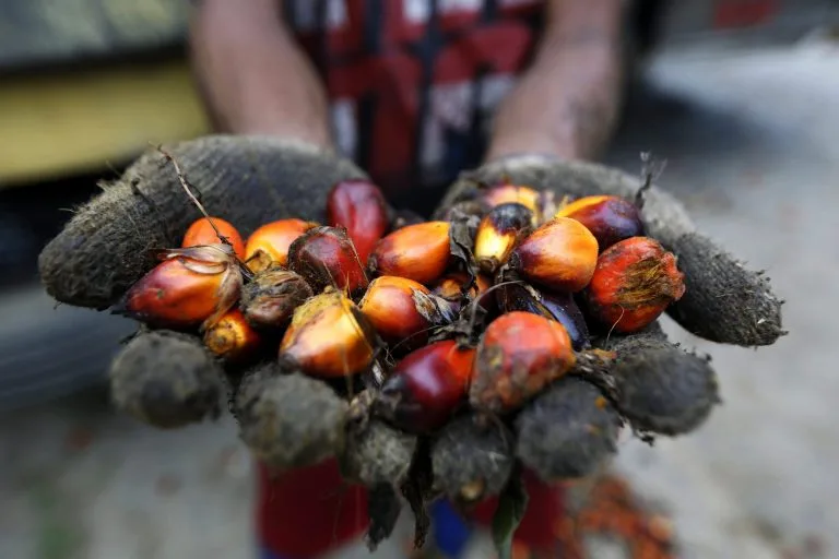 ECUADOR: Producción de palma repunta pese a barreras con Colombia