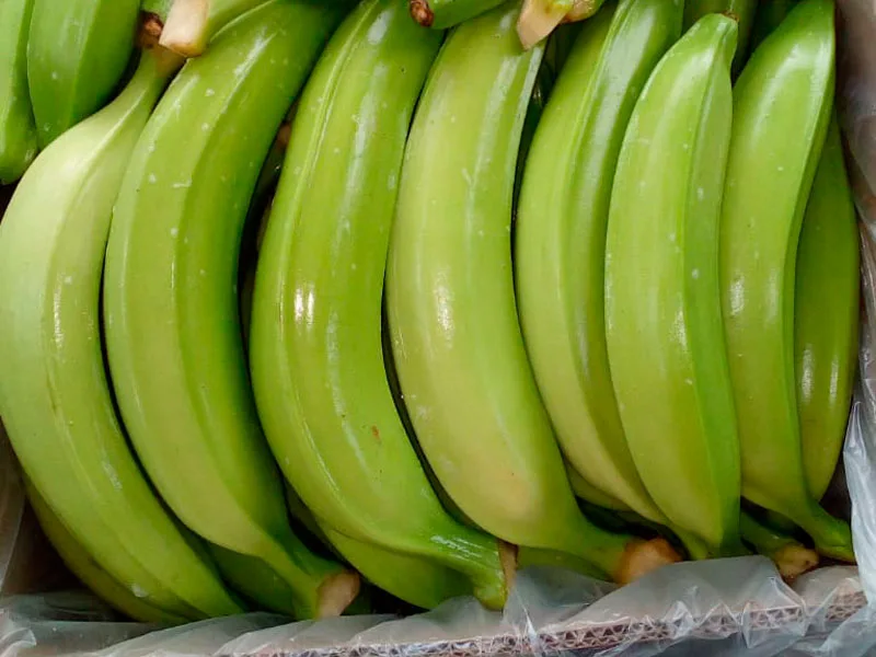 Ecuador fija USD 7,75 por caja de plátano. Productores temen efectos del registro obligatorio