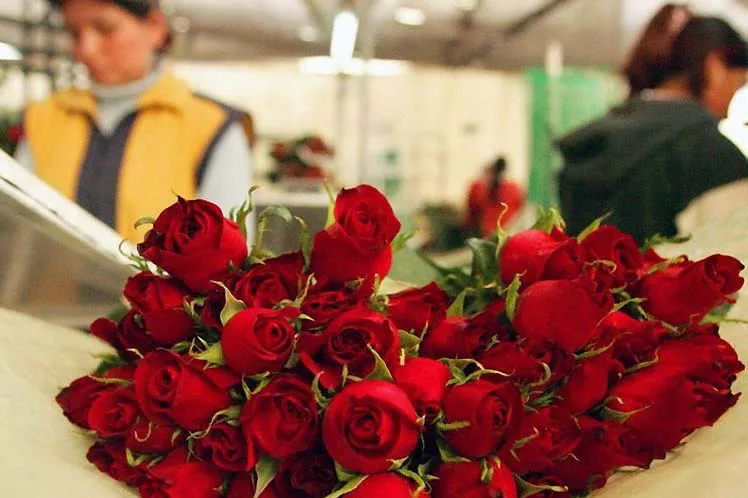 Día de las madres , temporada exitosa para floricultores ecuatorianos