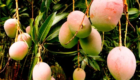 ESPAÑA: Los productores prevén una cosecha de mango de récord, con 35.000 toneladas