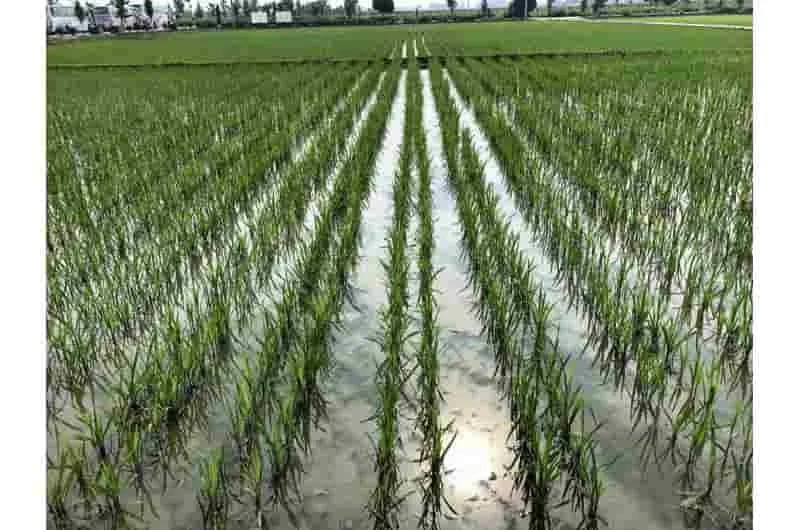 El uso de agua en cultivos de arroz se podría reducir hasta en un 54 % sin afectar al rendimiento