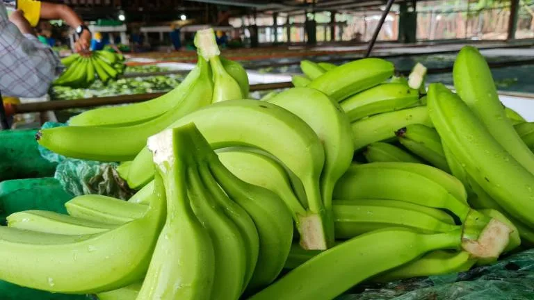Rusia se embarca en la producción de banano bajo invernadero