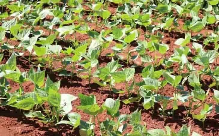 ¿Cuál es la diferencia entre concentrado y aislado de proteína de soya en nutrición animal?