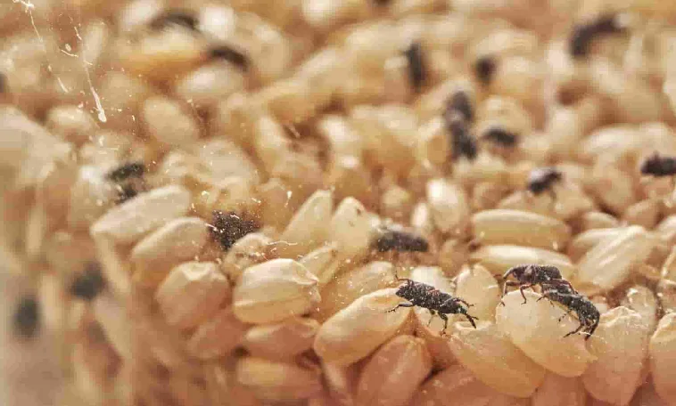 Promueven el control biológico del arroz almacenado