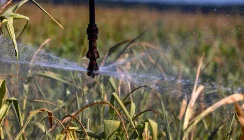 Cuatro formas en las que puede hacer más eficiente el uso del agua en agricultura