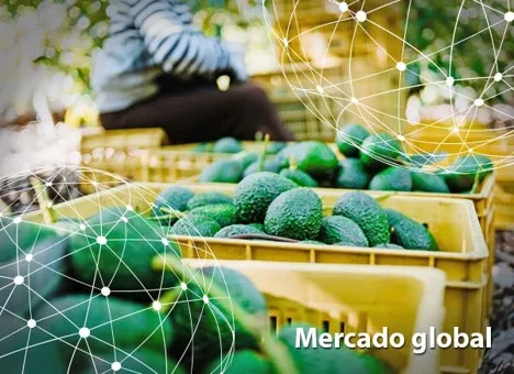 Resumen del mercado global del aguacate