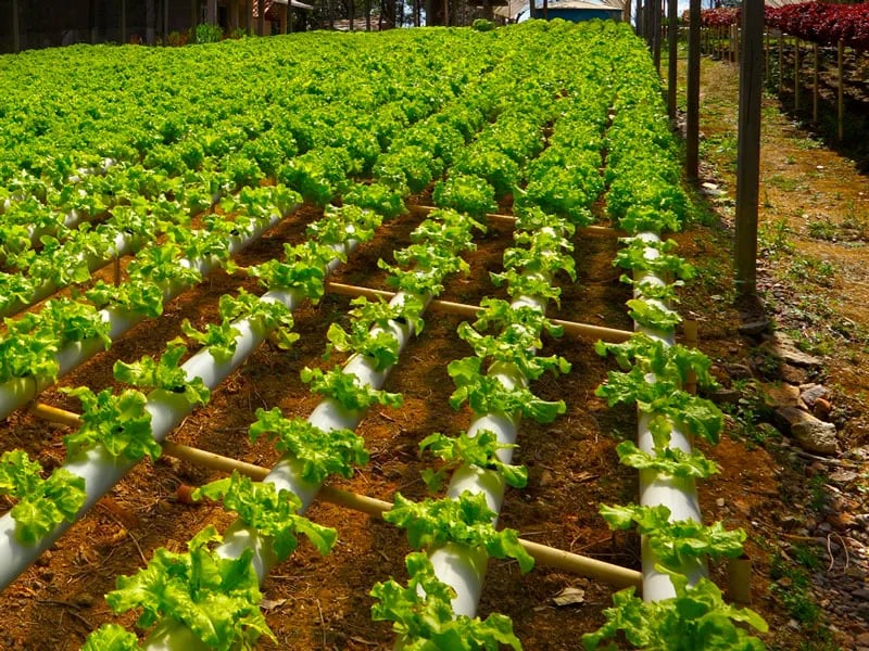 Agricultura vertical: el sistema que puede ahorrar hasta un 90% de agua