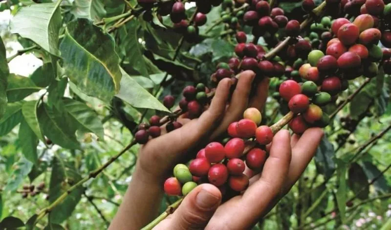 Cambio climático golpea al 75% de los mayores productores de café del mundo
