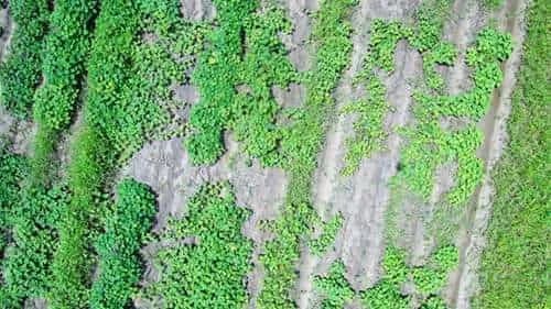 Clones de camote con resistencia mejorada a insectos y tolerancia a malezas
