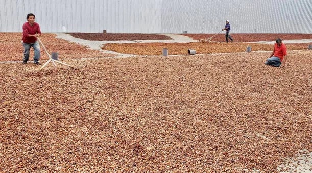 Récord de precios del cacao impulsa prosperidad en productores