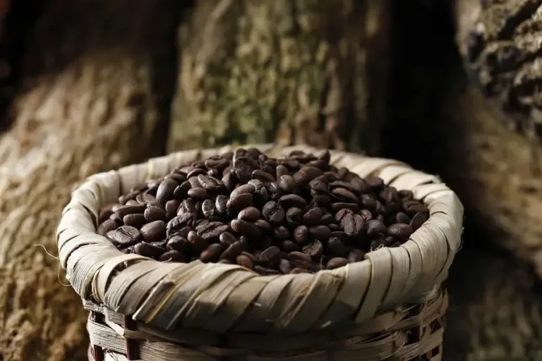 INFORME TÉCNICO: Del cultivo a la taza: un nuevo mapa genético podría hacer que el café de la mañana sea más resistente al clima