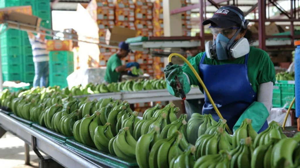 ECUADOR: Fusarium R4 no compromete exportaciones ni consumo de banano