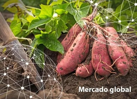 Resumen del mercado global de la batata