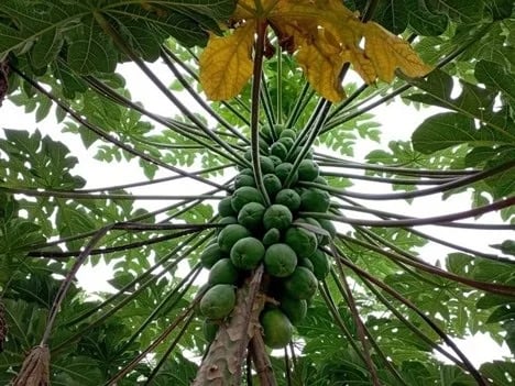 La oferta de papaya brasileña aumentará a finales de 2025