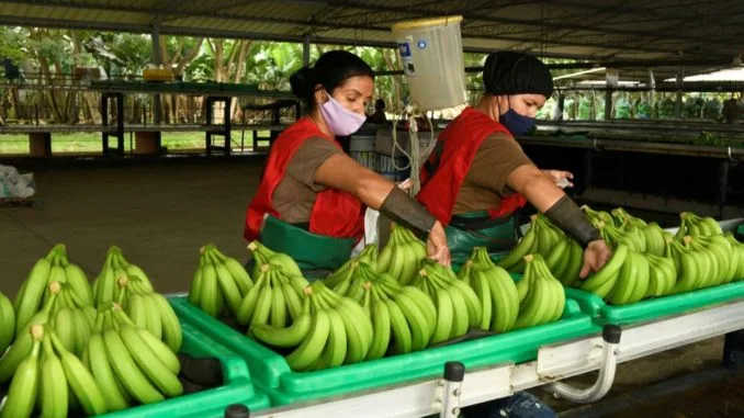 Los bananeros colombianos están preparados para la normativa de la UE