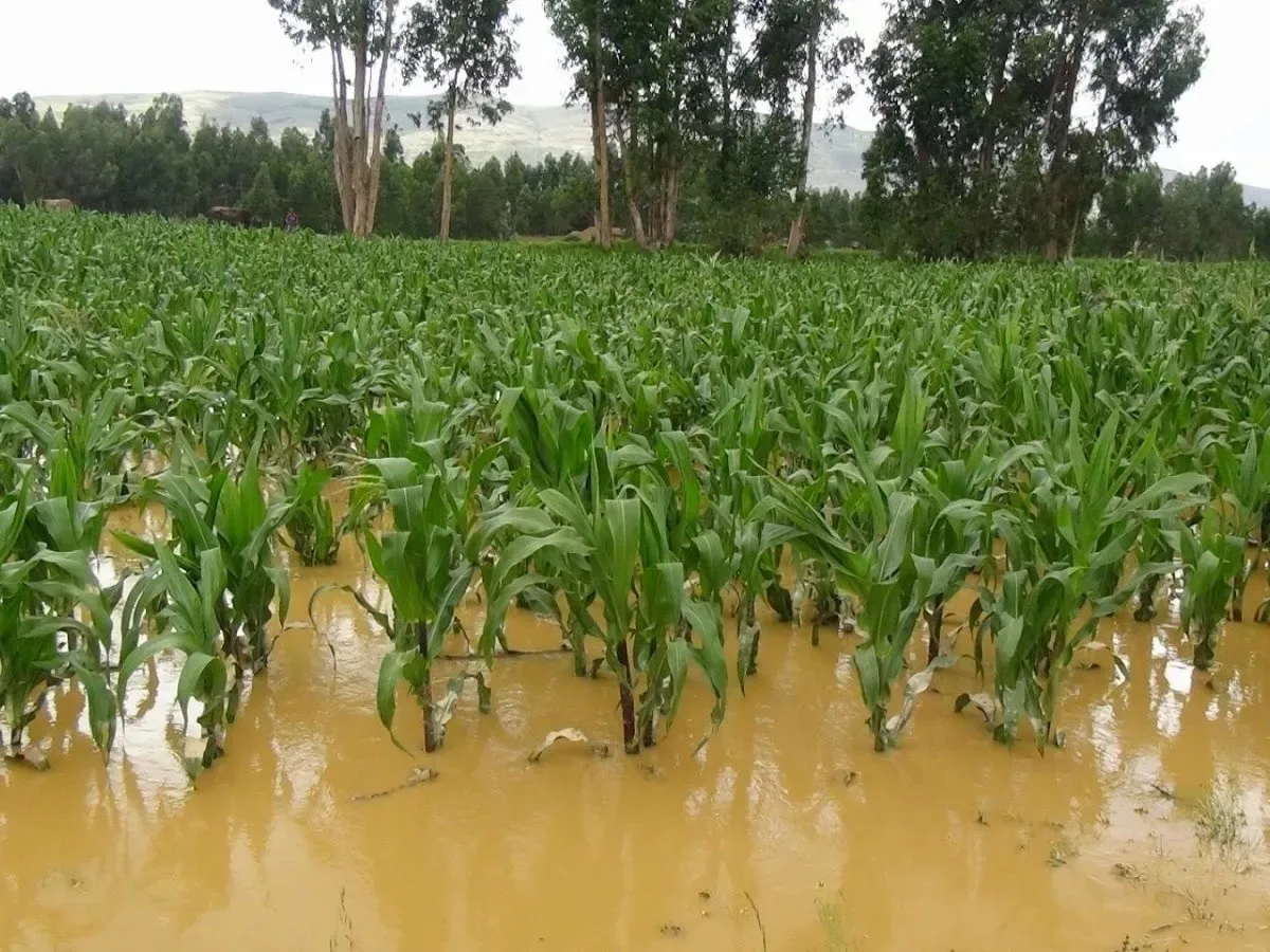 ESPAÑA: El campo depende de tecnologías y obras hidráulicas entre sequías e inundaciones