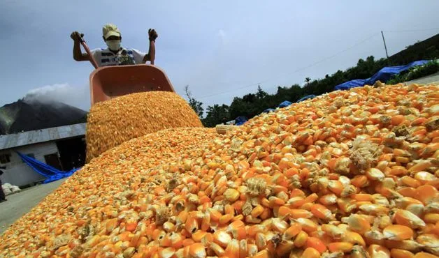 Ecuador tendrá maíz para abastecer su mercado interno, según productores