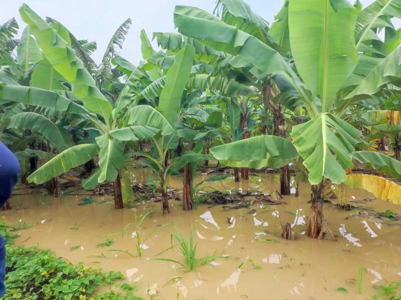 ECUADOR; Activan Bono Agrícola por inundaciones en guayas