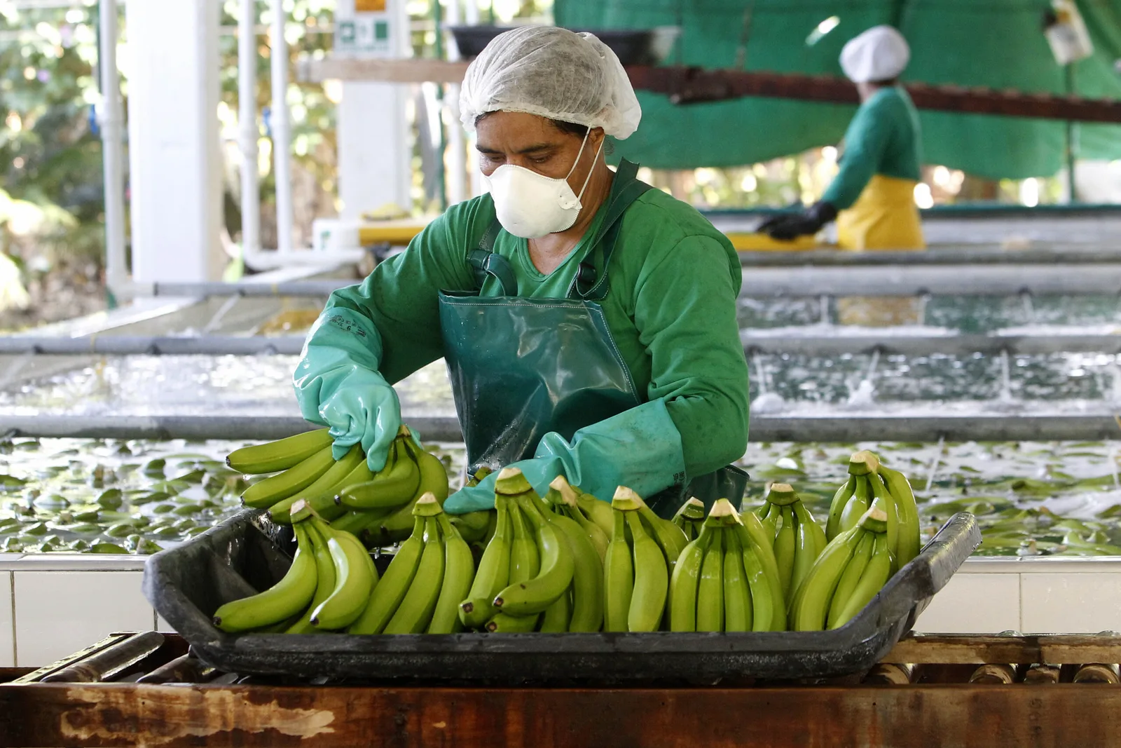 ESTADÍSTICAS: EXPORTACIONES DE PLATANO 2024