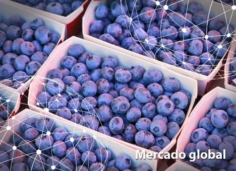 Resumen del mercado global del arándano