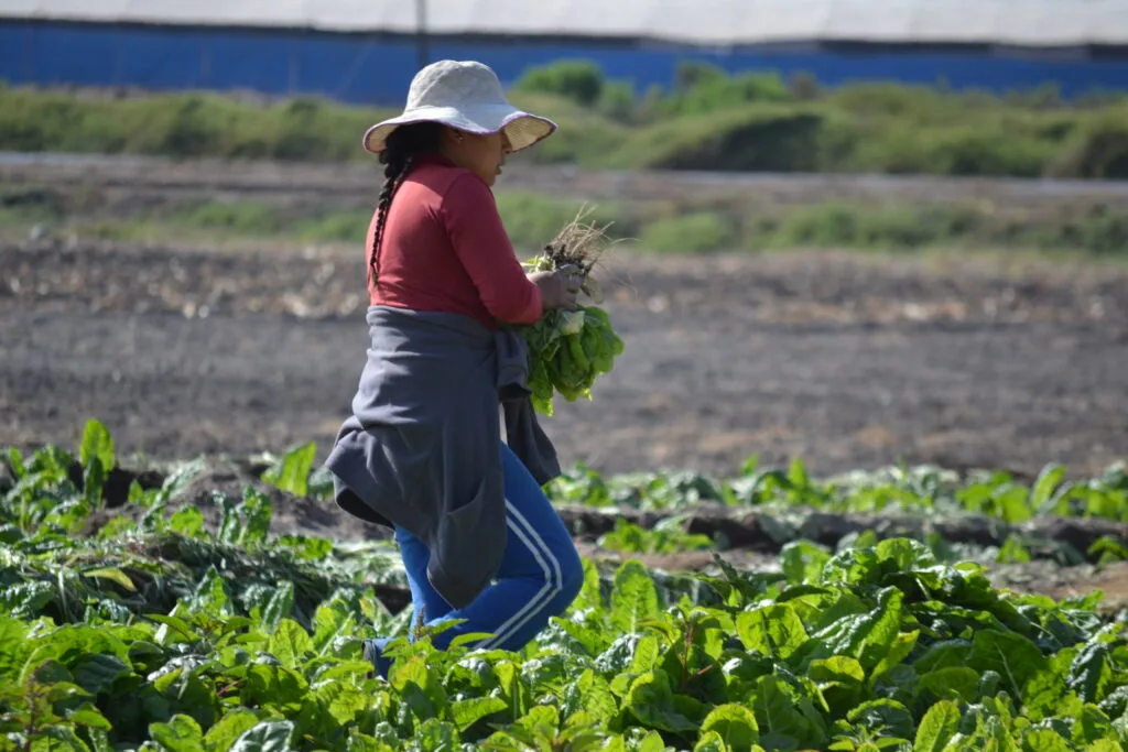"La agricultura de interior, en camino de ser rentable en 2024"
