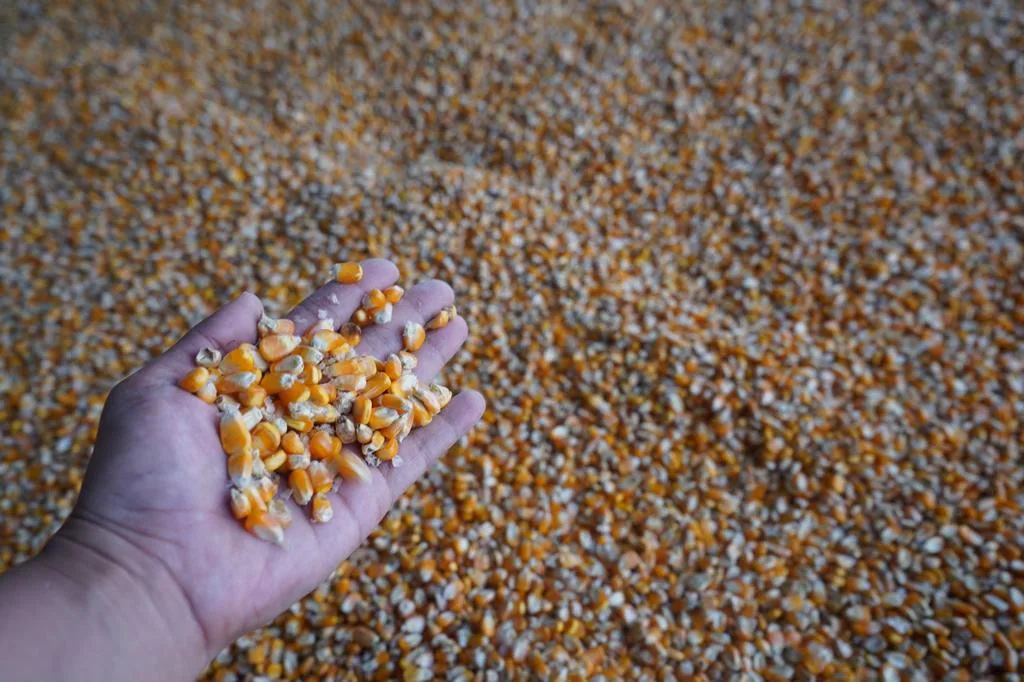 ECUADOR: Definidas las piladoras que recibirán maíz y arroz directamente del productor