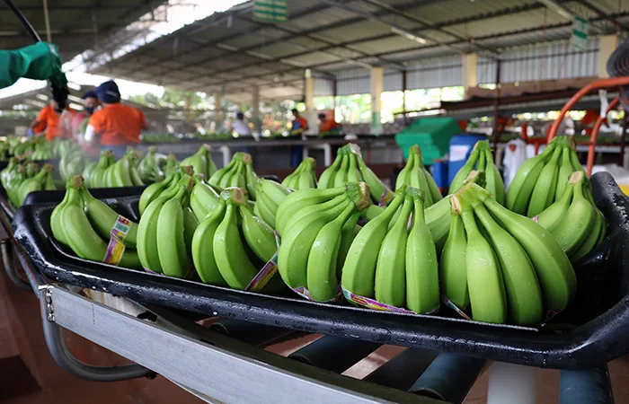 Banano ecuatoriano mantiene su liderazgo global
