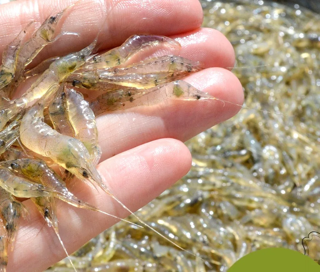 Estudio: Los camarones podrían contener menos colesterol que un huevo