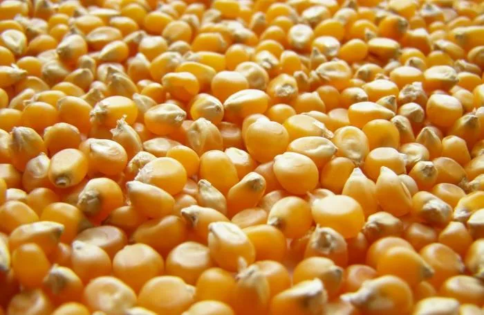 INTERNACIONAL: India otorga concesiones de aranceles para las importaciones de maíz y aceite vegetal